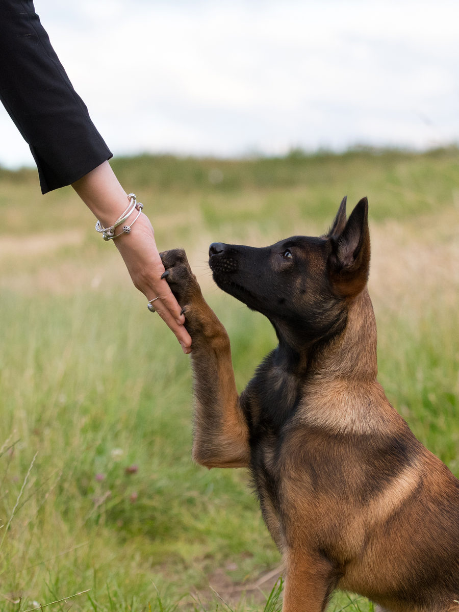 Un chien donne la patte pendant un apprentissage avec son humaine