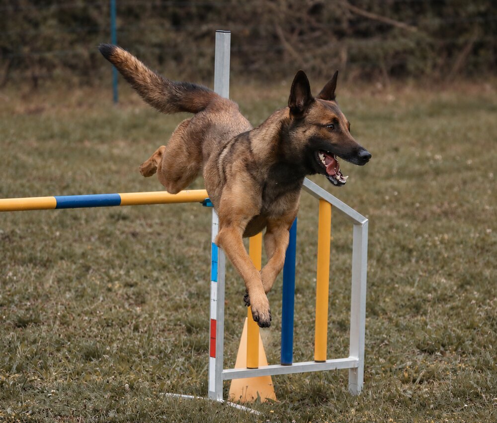 Un chien AD'dogs franchit une haie d’agility
