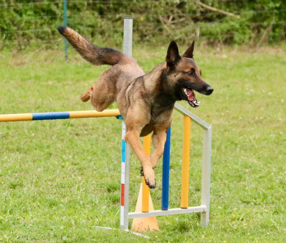 Chien AD'dogs sur un parcours d’agility