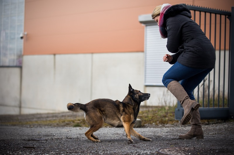 Mise en situation en extérieur : Amaryllis adapte sa posture face à un chien