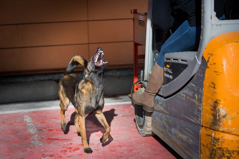 Mise en situation : observer les signaux d’un chien près d’un engin de travail