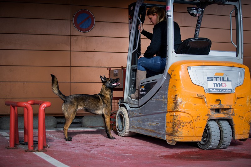 Mise en situation de prévention des morsures : rencontre avec un chien près d’un chariot élévateur